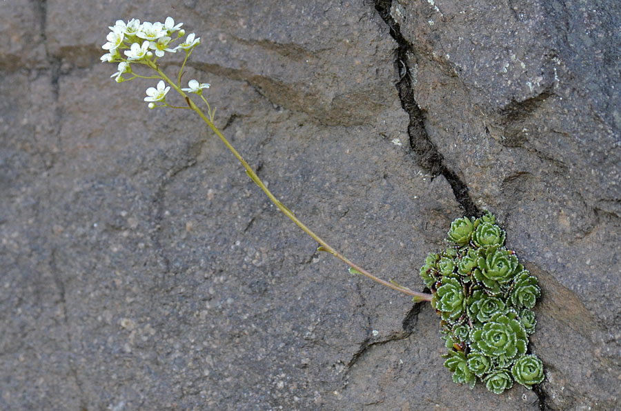 Saxifraga paniculata / Sassifraga alpina